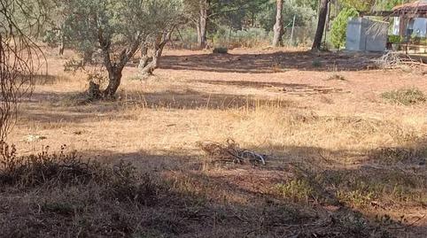 Finca rústica en venda a Calle Camino de la Ermita, 21, Villablanca, Huelva - imatge 5 Foto 5 de Finca rústica en venda a Calle Camino de la Ermita, 21, Villablanca, Huelva