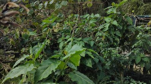 Finca rústica en venta en Lugar Barrio Kardeo, 30h, Zierbena, Bizkaia - imagen 2 Foto 2 de Finca rústica en venta en Lugar Barrio Kardeo, 30h, Zierbena, Bizkaia