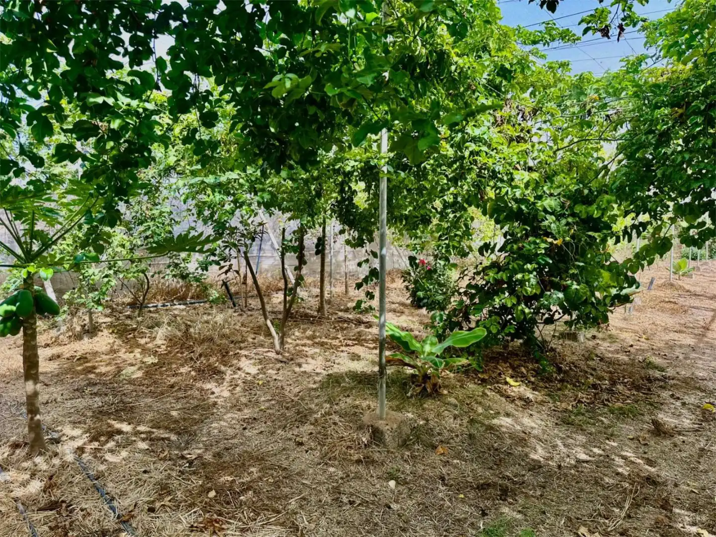 Finca rústica en venda a Calle las Veredas, 28, Guía de Isora interior Finca rústica en venda en Guía de Isora