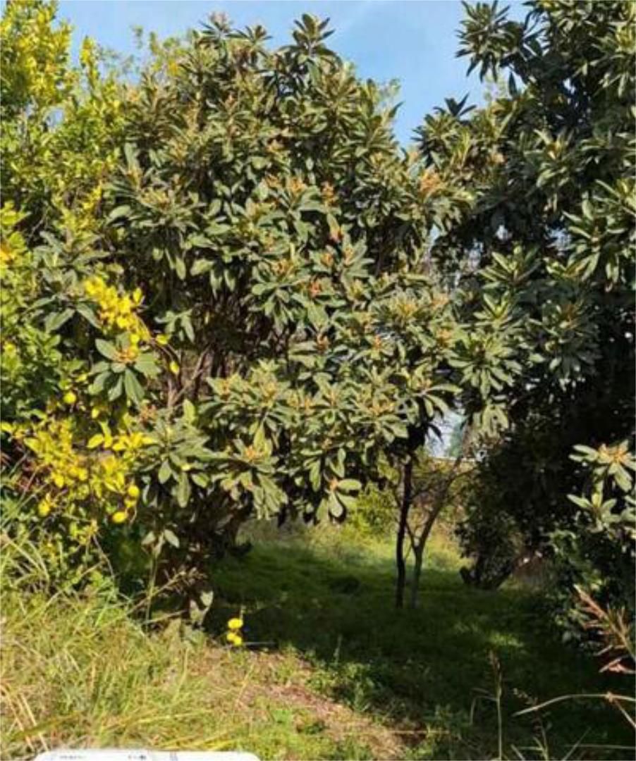 Jardín de Casa adosada en venta en  Murcia Capital