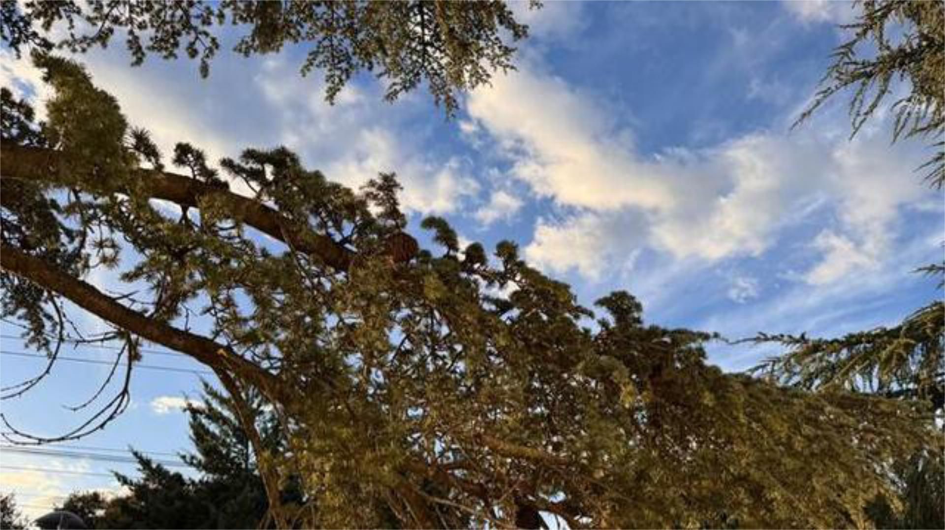 Study to rent in Cerro Alarcón