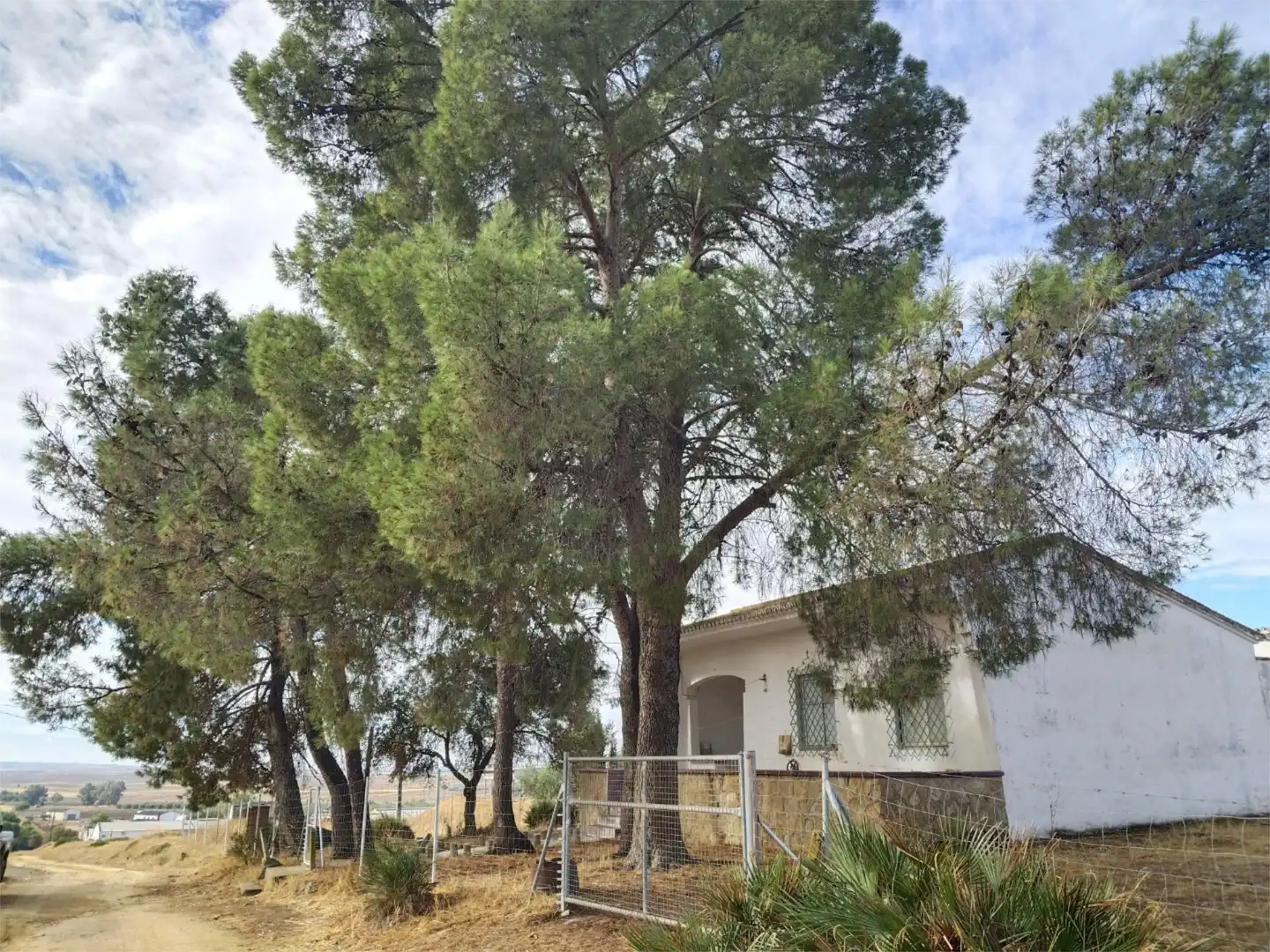 Vista exterior de Finca rústica en venta en Gerena