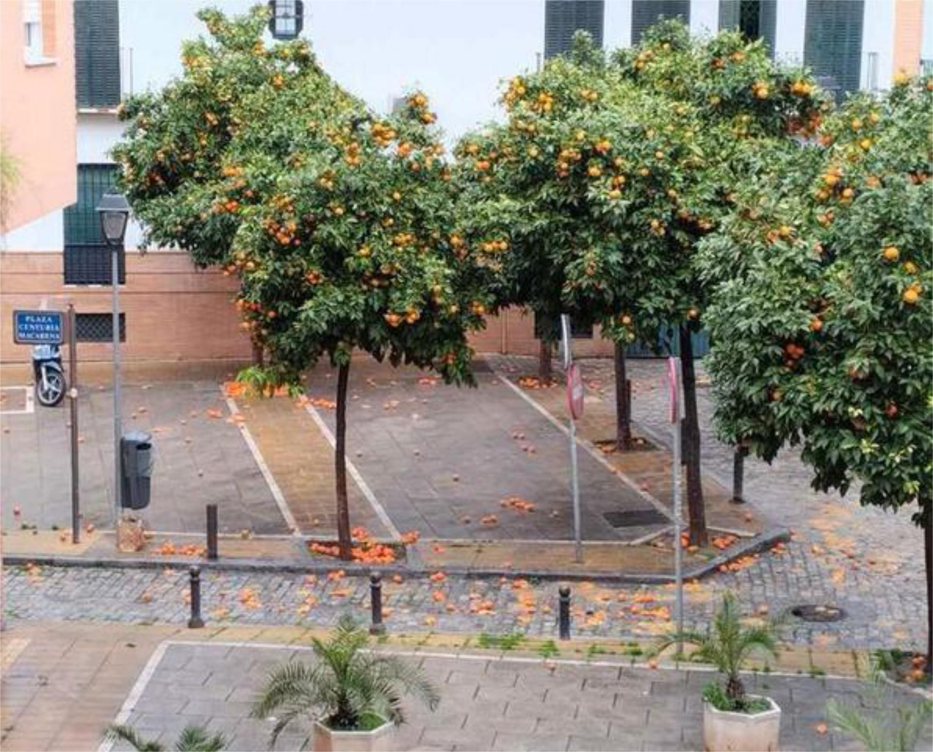 Pis de lloguer a Doctor Barraquer - G. Renfe - Policlínico Aparcament de Pis de lloguer en Sevilla Capital