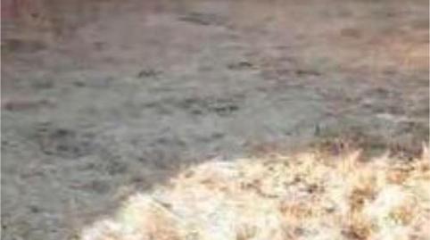 Foto 3 de Casa o chalet en venta en Dos Torres, Córdoba