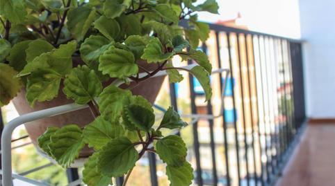 Pis de lloguer a Calle Espejo Blancas, 12, Santa Rosa - Valdeolleros, Córdoba - imatge 3 Foto 3 de Pis de lloguer a Calle Espejo Blancas, 12, Santa Rosa - Valdeolleros, Córdoba