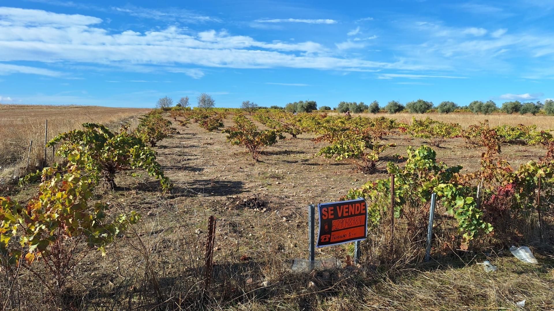 Land for sale in Arcicóllar