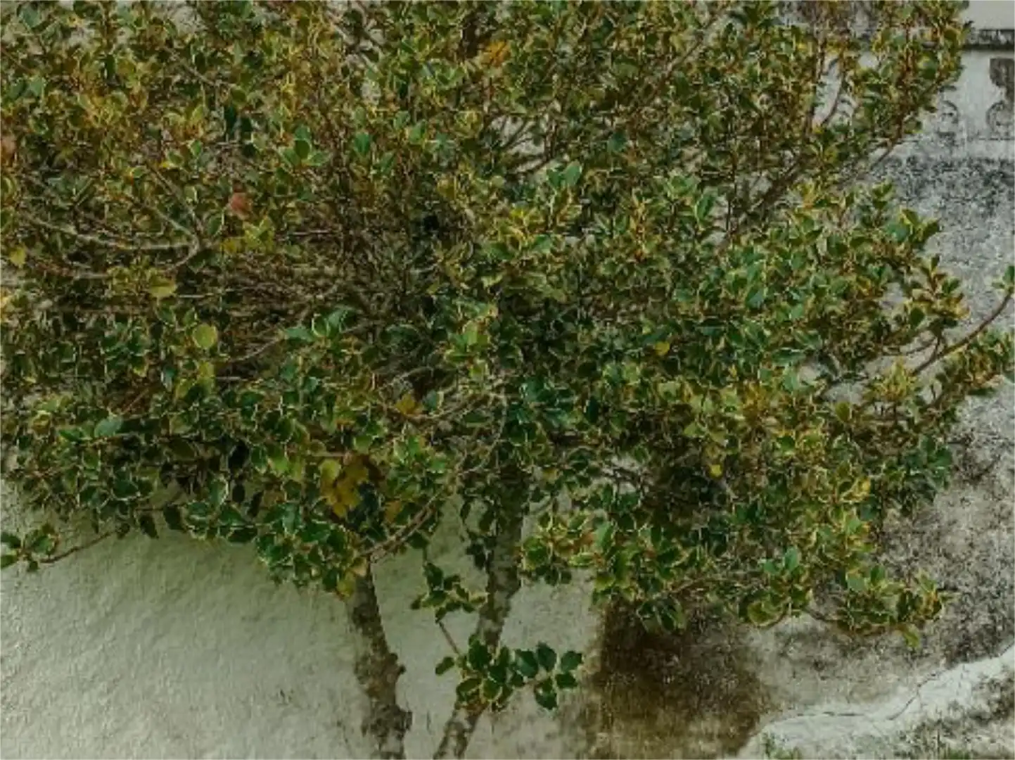 Jardín de Planta baja en venta en Membribe de la Sierra con Calefacción, Terraza y Amueblado
