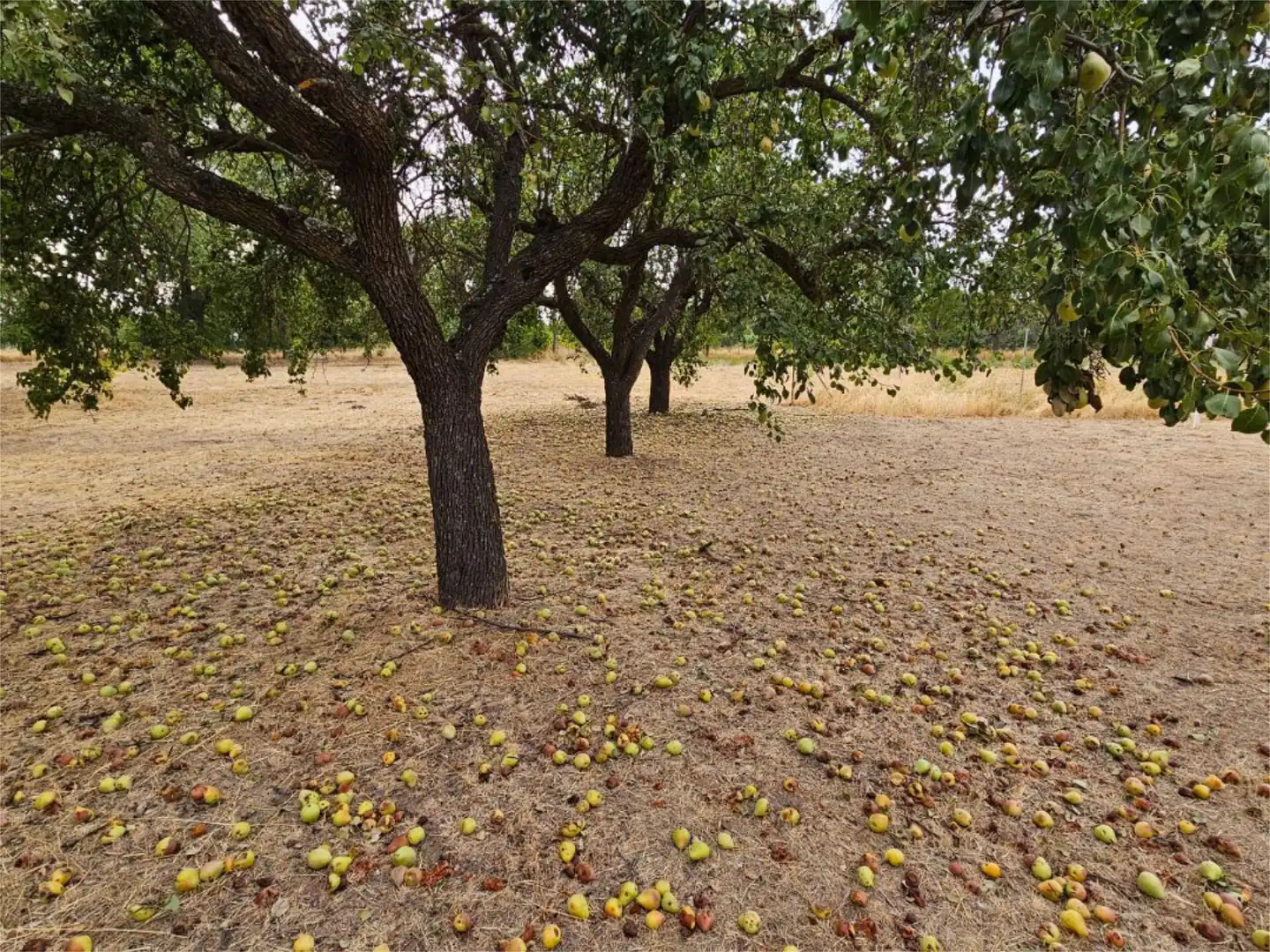 Finca rústica en venta en M-123, 4, Valdeolmos-Alalpardo Finca rústica en venta en Valdeolmos-Alalpardo