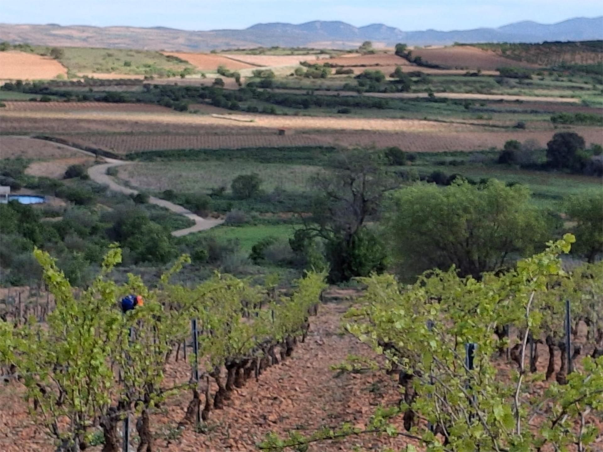 Exterior view of Land for sale in Cariñena