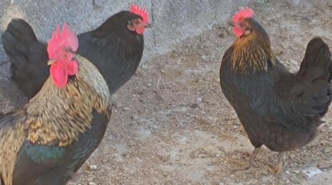 Foto 2 de Finca rústica en venda a Tf-28, 2a, Arico, Santa Cruz de Tenerife