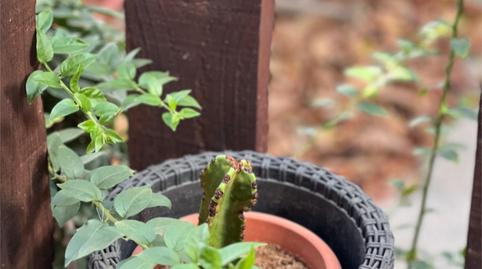 Foto 3 de Pis de lloguer a Carretera General, 15, Buzanada, Santa Cruz de Tenerife