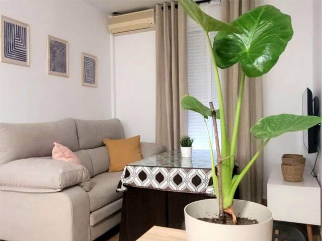 Apartamento en Alquiler en Calle Nuestro Padre Jesús Nazareno, 72 en Moguer