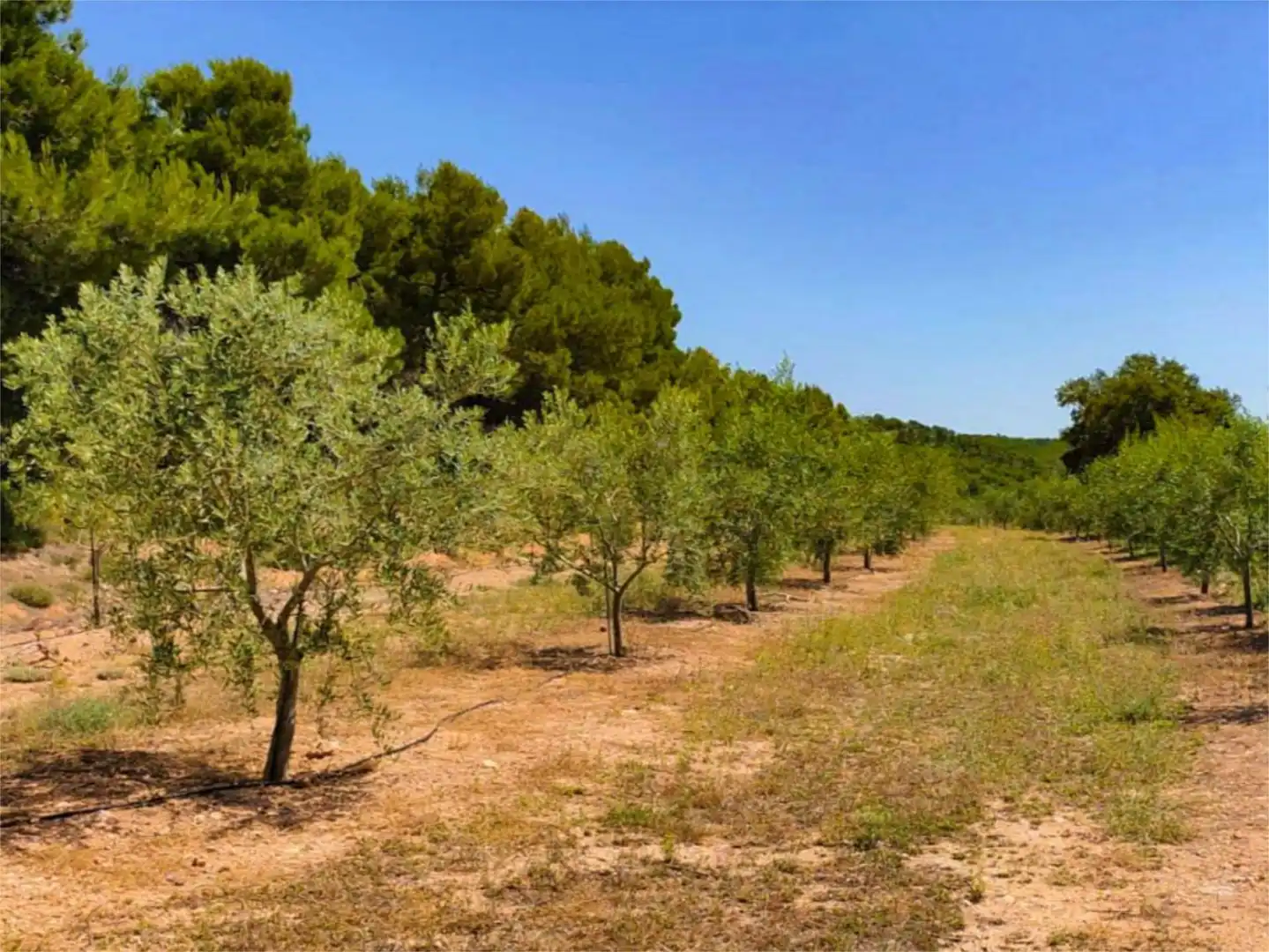 Piso de alquiler en Partida Polop Baix, 24, Batoi Piso de alquiler en Partida Polop Baix, 24, Batoi