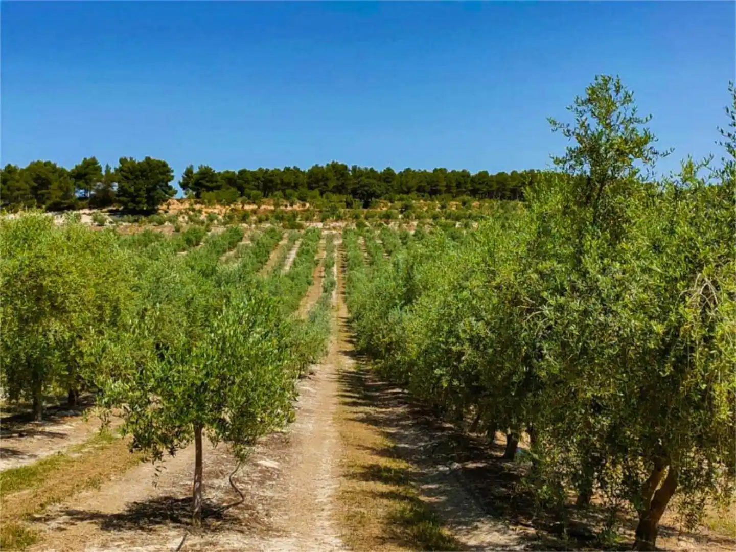 Piso de alquiler en Partida Polop Baix, 24, Batoi Piso de alquiler en Partida Polop Baix, 24, Batoi