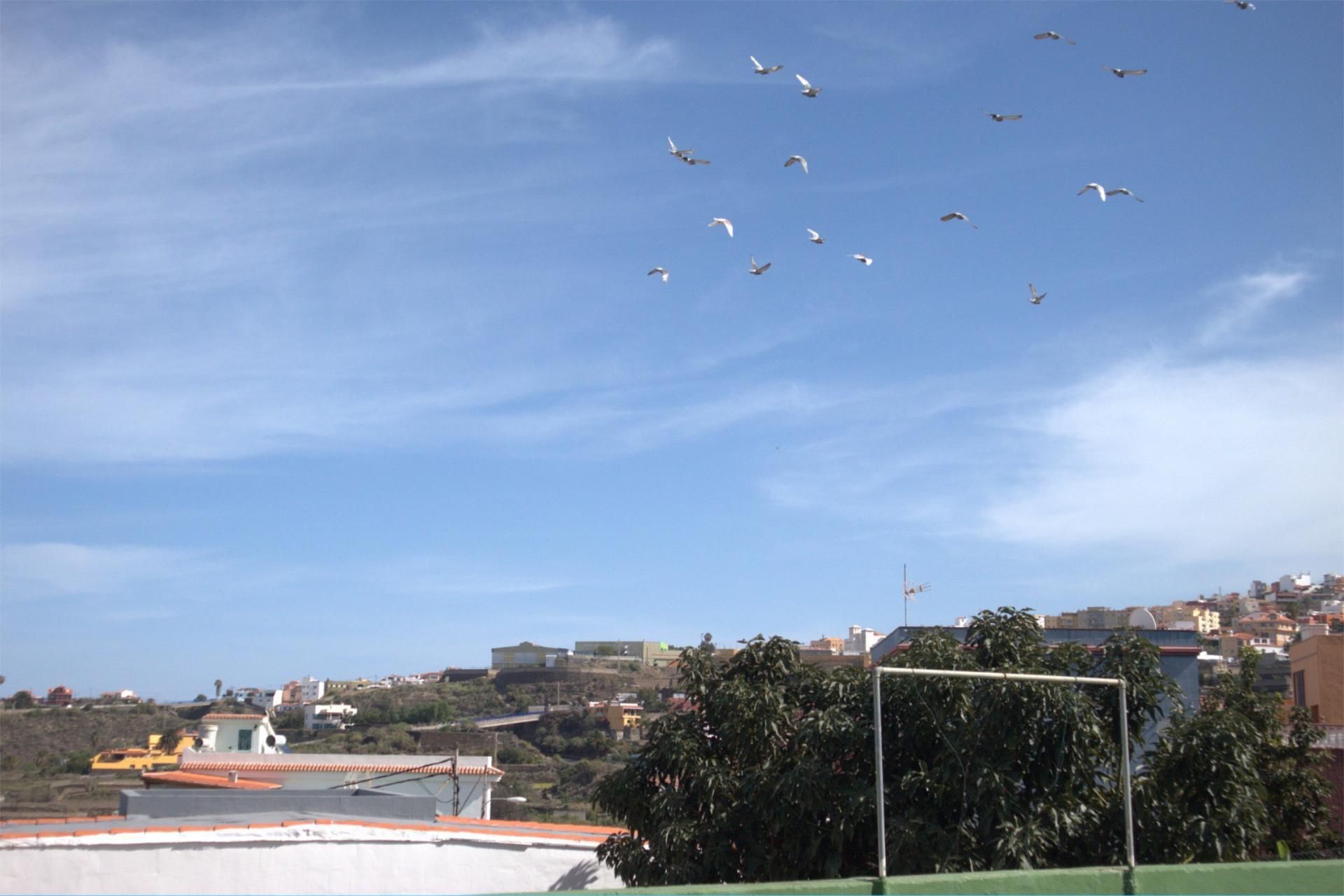 Exterior view of House or chalet for sale in Icod de los Vinos  with Terrace