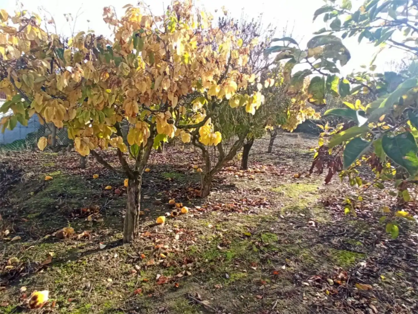 Detached homes for sale in Corrales del Vino