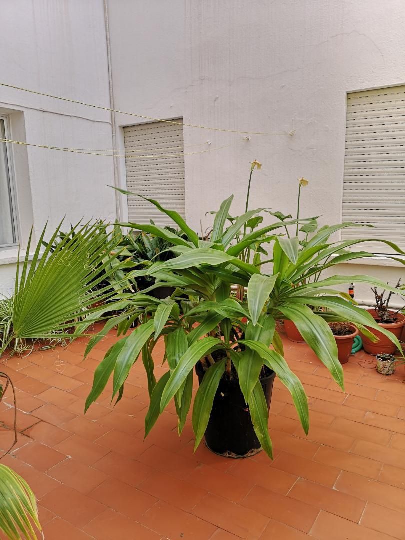 Flat for sale in Calle San Jorge, 3, El Molinillo - Capuchinos Garden of Flat for sale in Málaga Capital with Terrace, Furnished and Washing machine