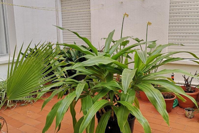 Photo 1 of Flat for sale in Calle San Jorge, 3, El Molinillo - Capuchinos, Málaga