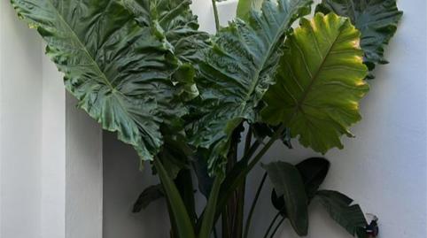 Photo 2 of Flat for sale in Carrer Dels Germans Villalonga, 24, Barrio de Benimaclet, Valencia