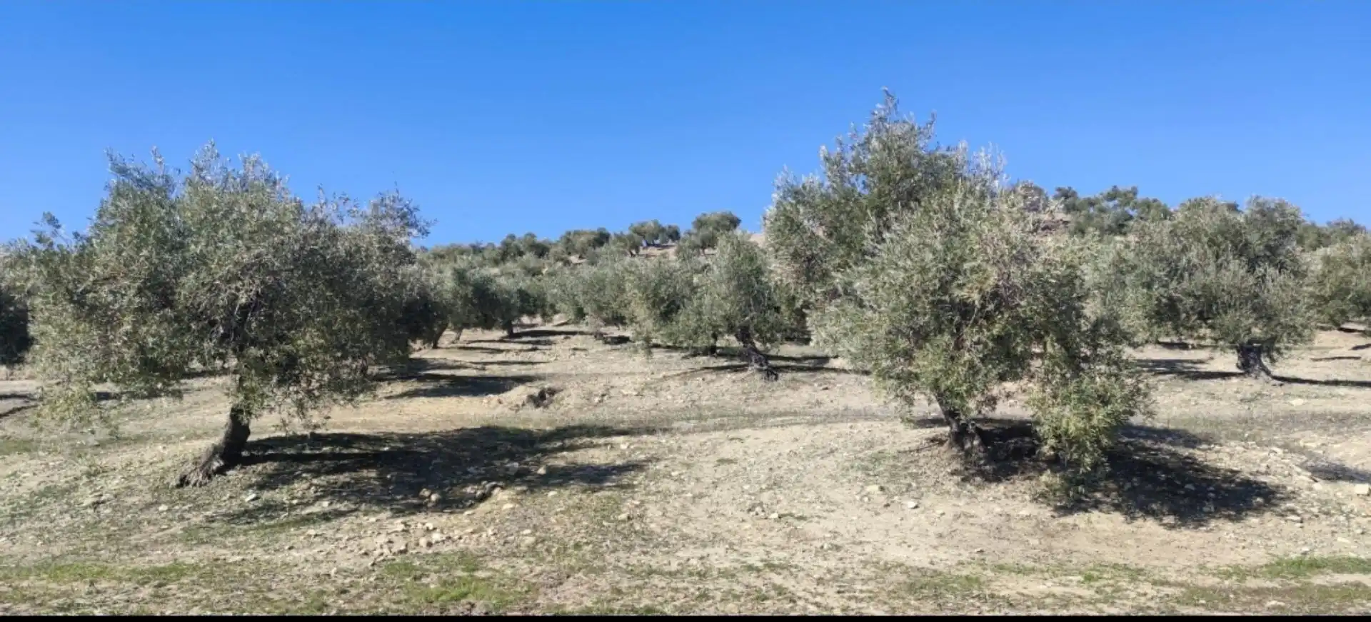 Grundstücke zum Verkauf in Lugar Diseminados, 44, Cañete de las Torres Grundstücke zum Verkauf in Cañete de las Torres