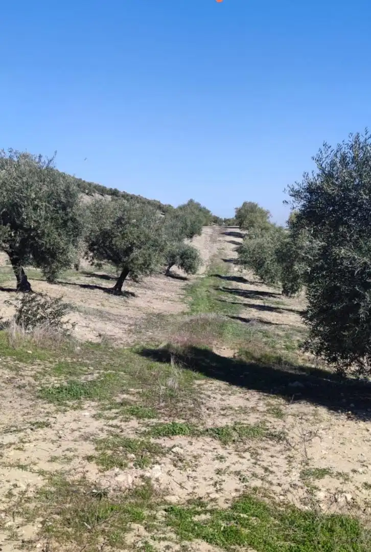 Grundstücke zum Verkauf in Lugar Diseminados, 44, Cañete de las Torres Grundstücke zum Verkauf in Cañete de las Torres