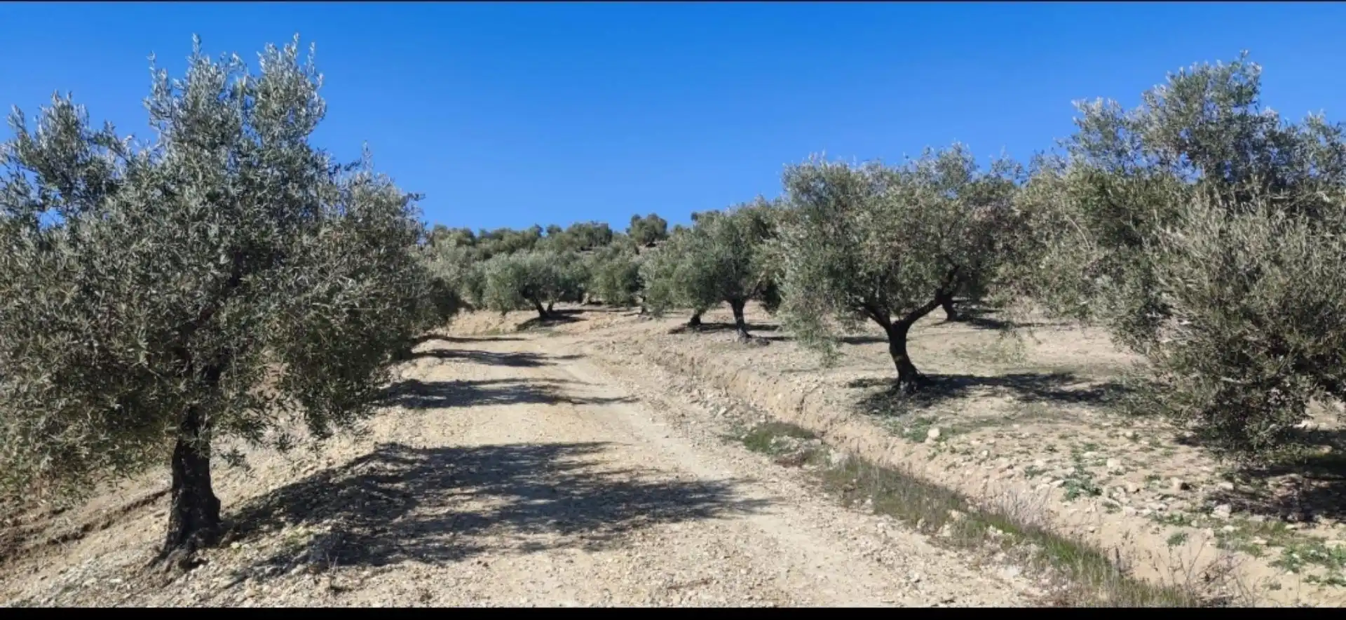 Grundstücke zum Verkauf in Lugar Diseminados, 44, Cañete de las Torres Grundstücke zum Verkauf in Cañete de las Torres