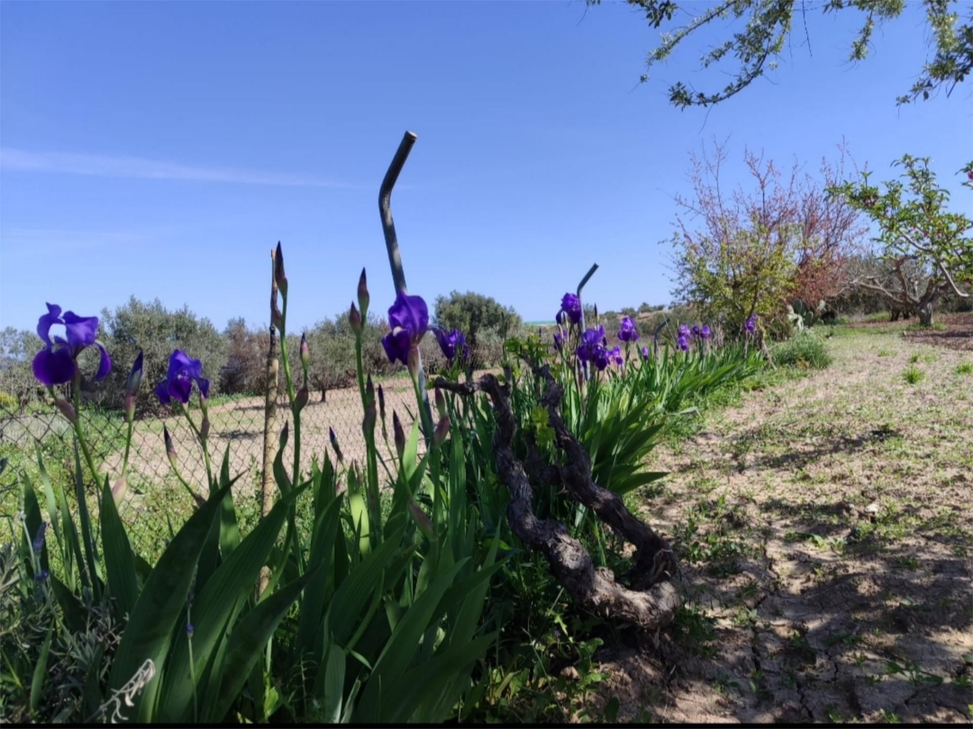 Finca rústica en venda a Calle Calvario, 2, Bullas Jardí de Finca rústica en venda en Bullas