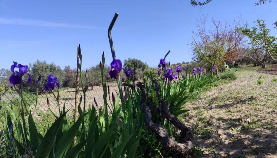 Country house for sale in Calle Calvario, 2, Bullas, Murcia - image 1 Photo 1 of Country house for sale in Calle Calvario, 2, Bullas, Murcia