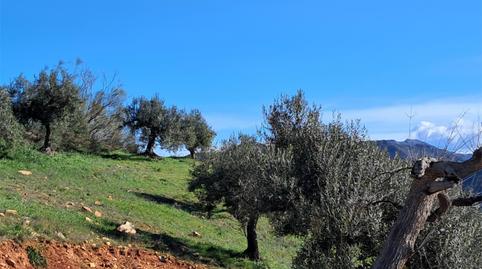 Finca rústica de alquiler en El Rescate - Río Seco, Almuñécar - imagen 3 Foto 3 de Finca rústica de alquiler en El Rescate - Río Seco, Almuñécar