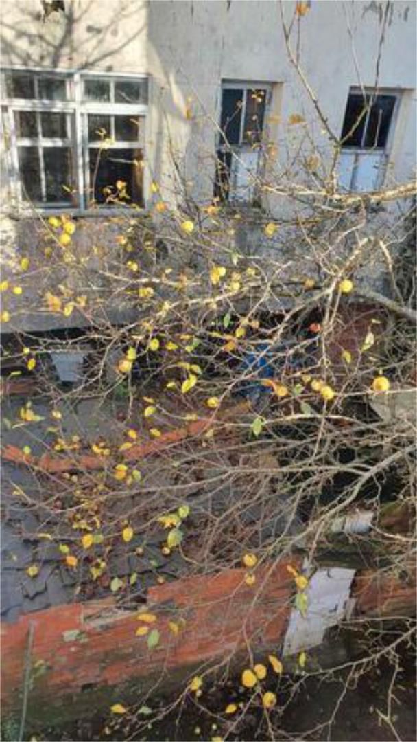 Garden of House or chalet for sale in Lugo Capital