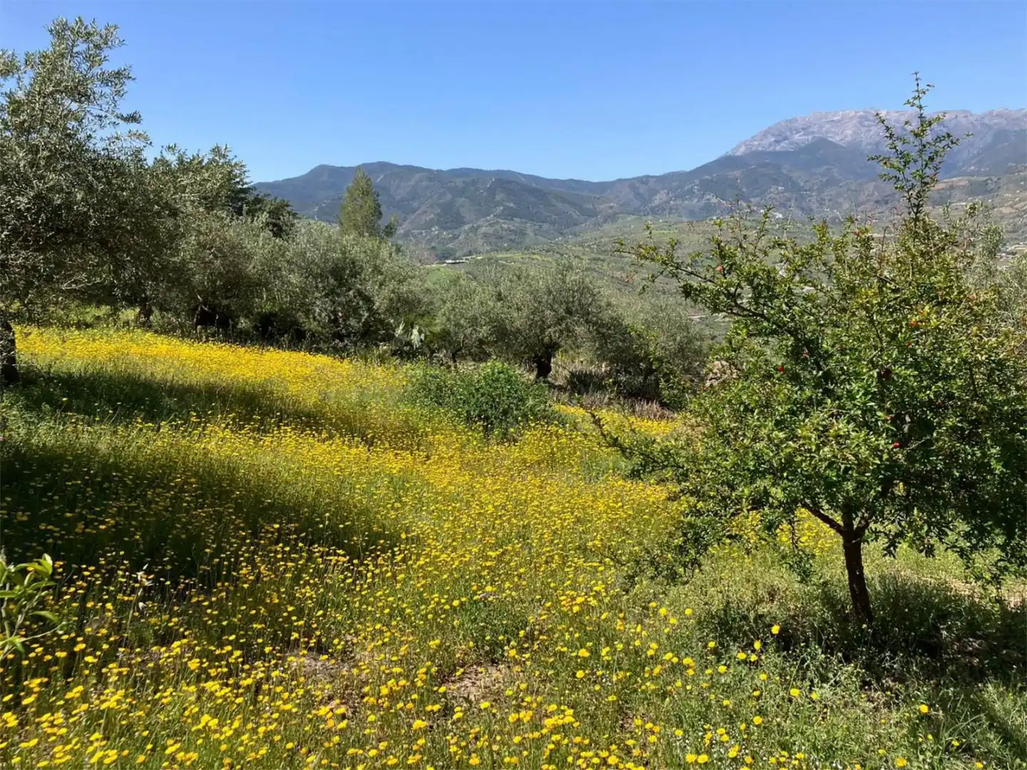Piso en venta en Avenida Andalucía, 19, Alozaina Piso en venta en Avenida Andalucía, 19, Alozaina
