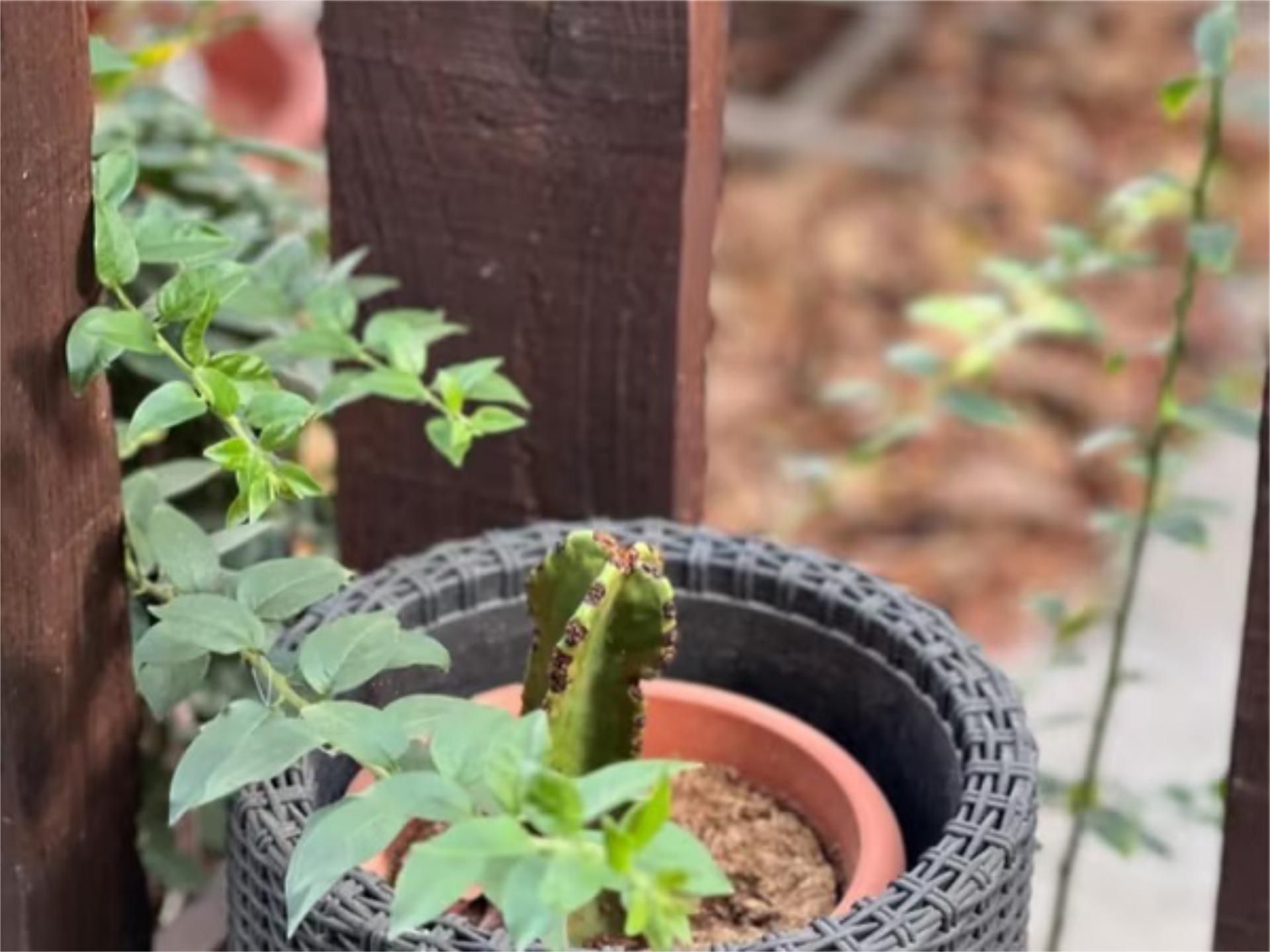 Study to rent in Carretera General, 15, Buzanada