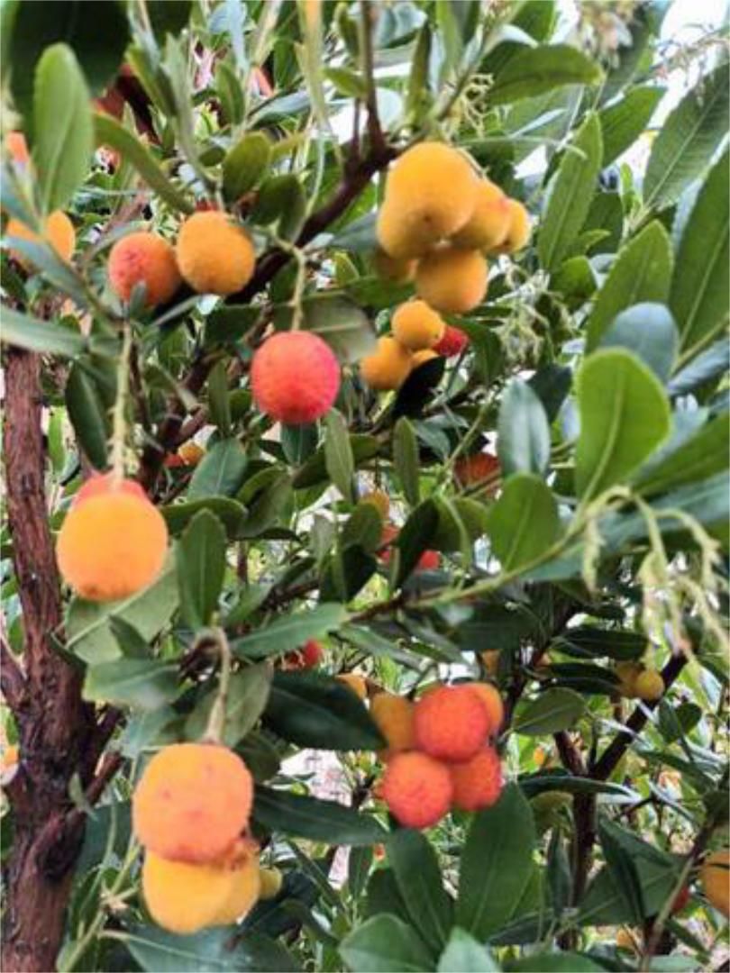 Pis de lloguer a Mendizorrotza - Armentia Pis de lloguer a Mendizorrotza - Armentia