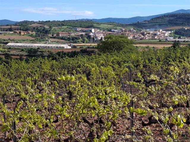 Terreno en Venta en Carretera Aguaron, 1 en Cariñena