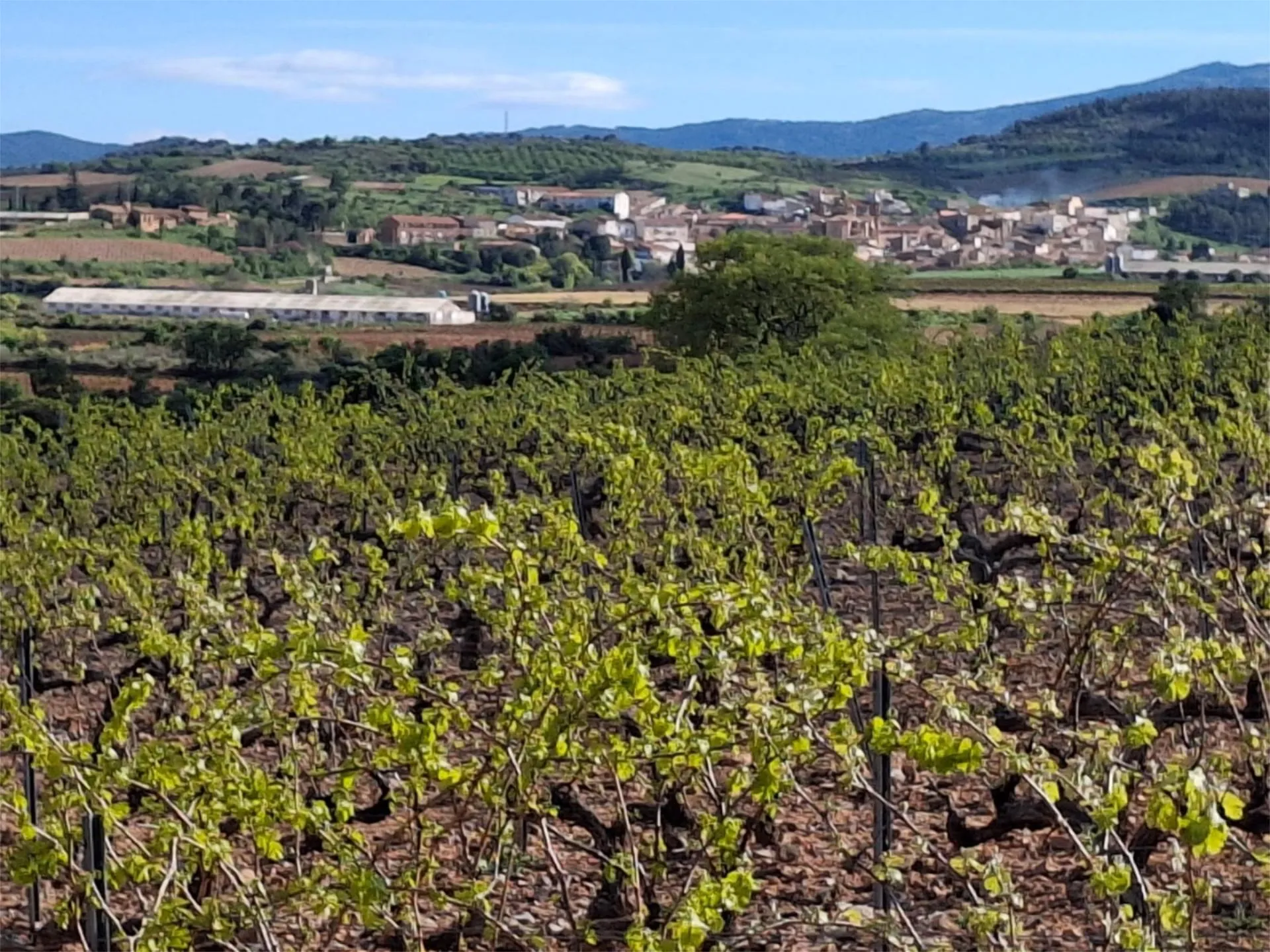 Außenansicht von Grundstücke zum Verkauf in Cariñena