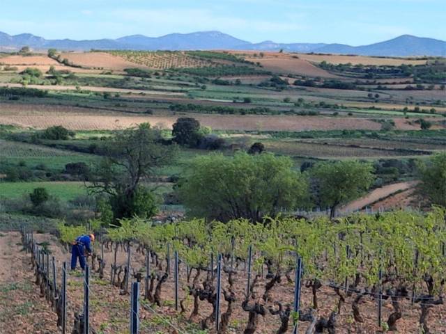 Terreno en Venta en Carretera Aguaron, 1 en Cariñena