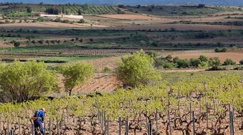 Foto 3 de Terreno en venta en Carretera Aguaron, 1, Cariñena, Zaragoza