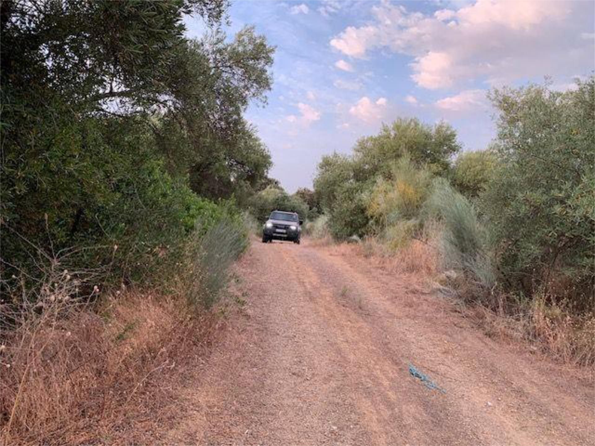 Casa o xalet en venda en Alcolea del Río