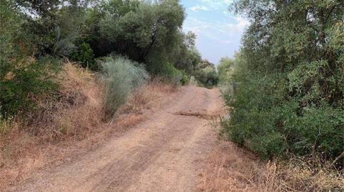 Photo 2 of House or chalet for sale in Alcolea del Río, Sevilla