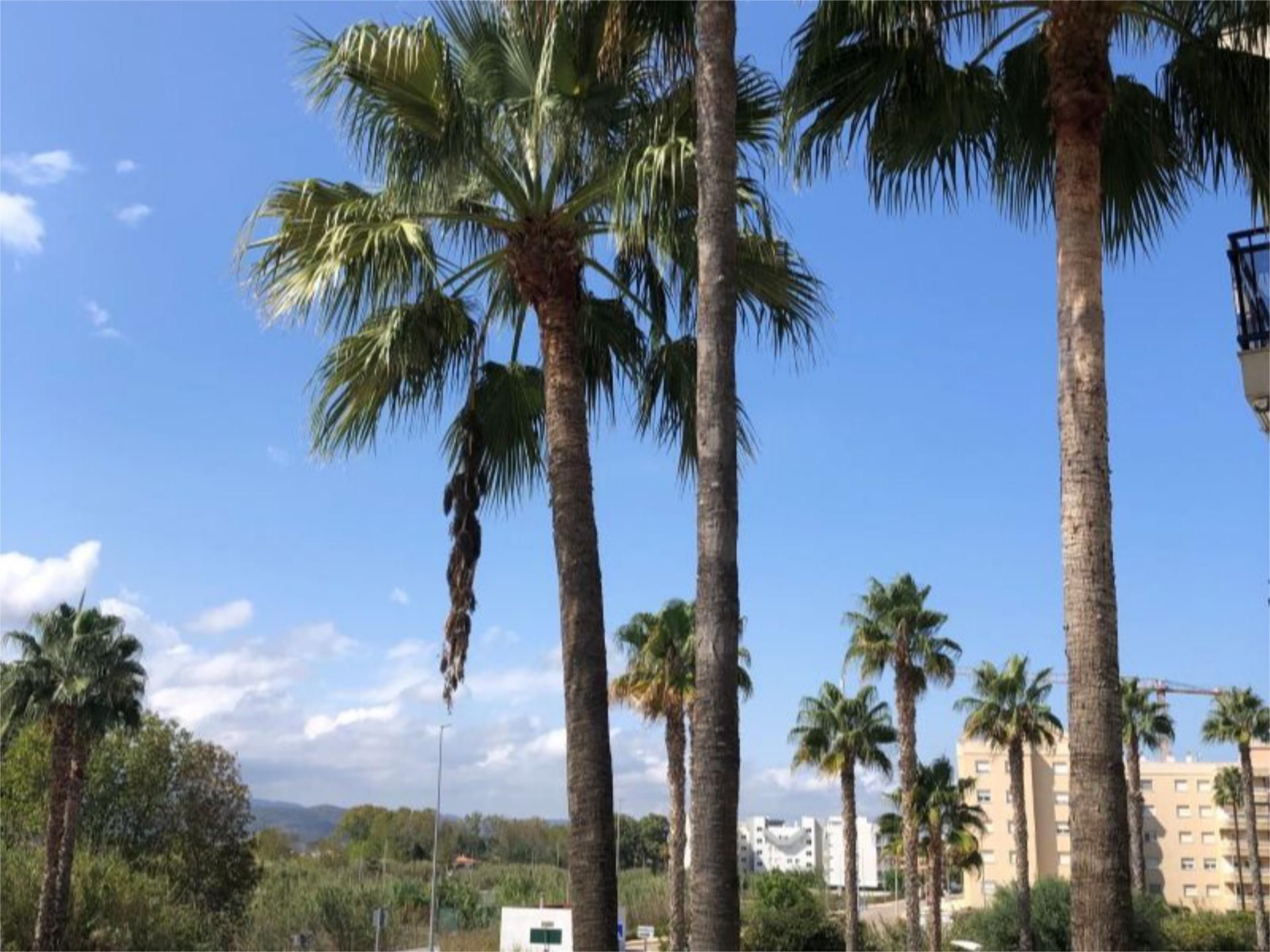 Exterior view of Flat to rent in Guardamar de la Safor  with Air Conditioner, Private garden and Terrace