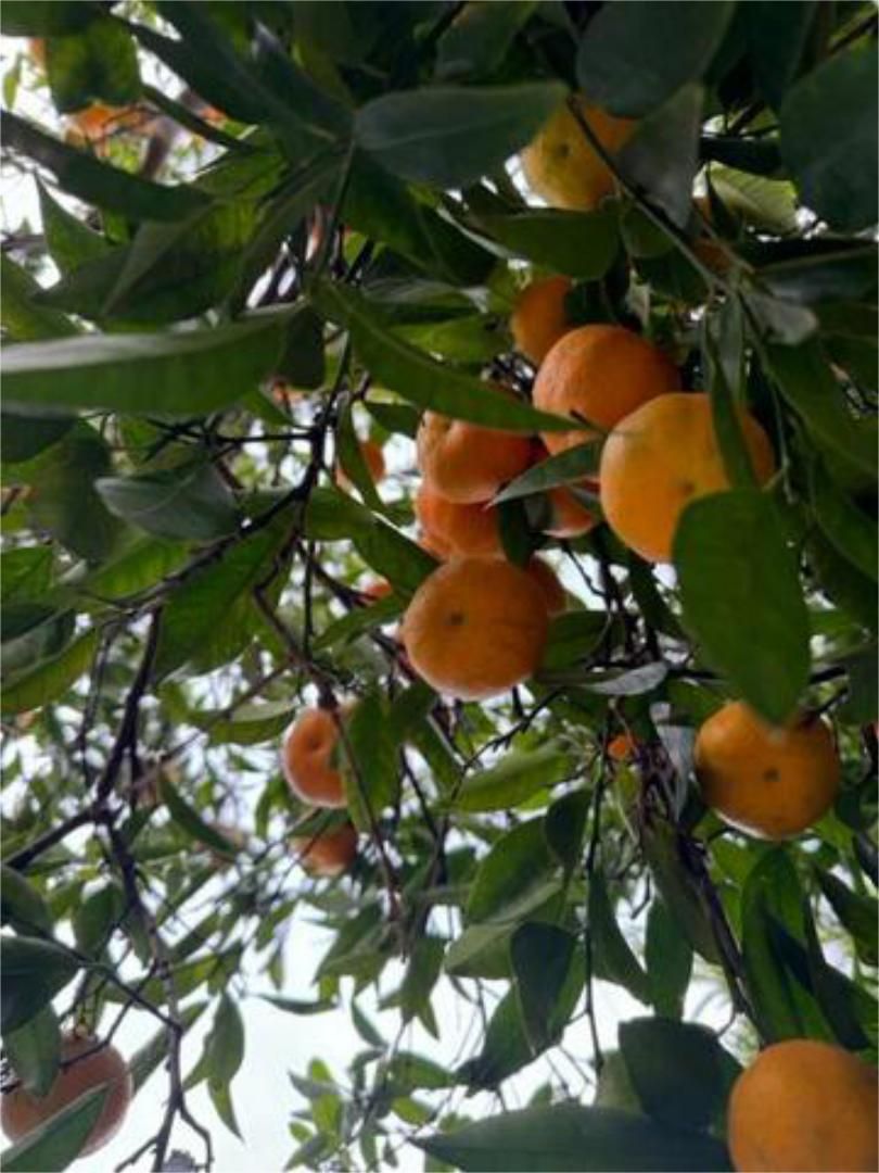 Jardí de Casa adosada en venda en  Sevilla Capital