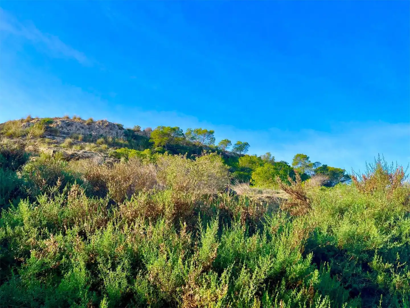 Country homes for sale in Camino Viejo de Saladas, 10, Partidas de Alicante Country homes for sale in Alicante / Alacant