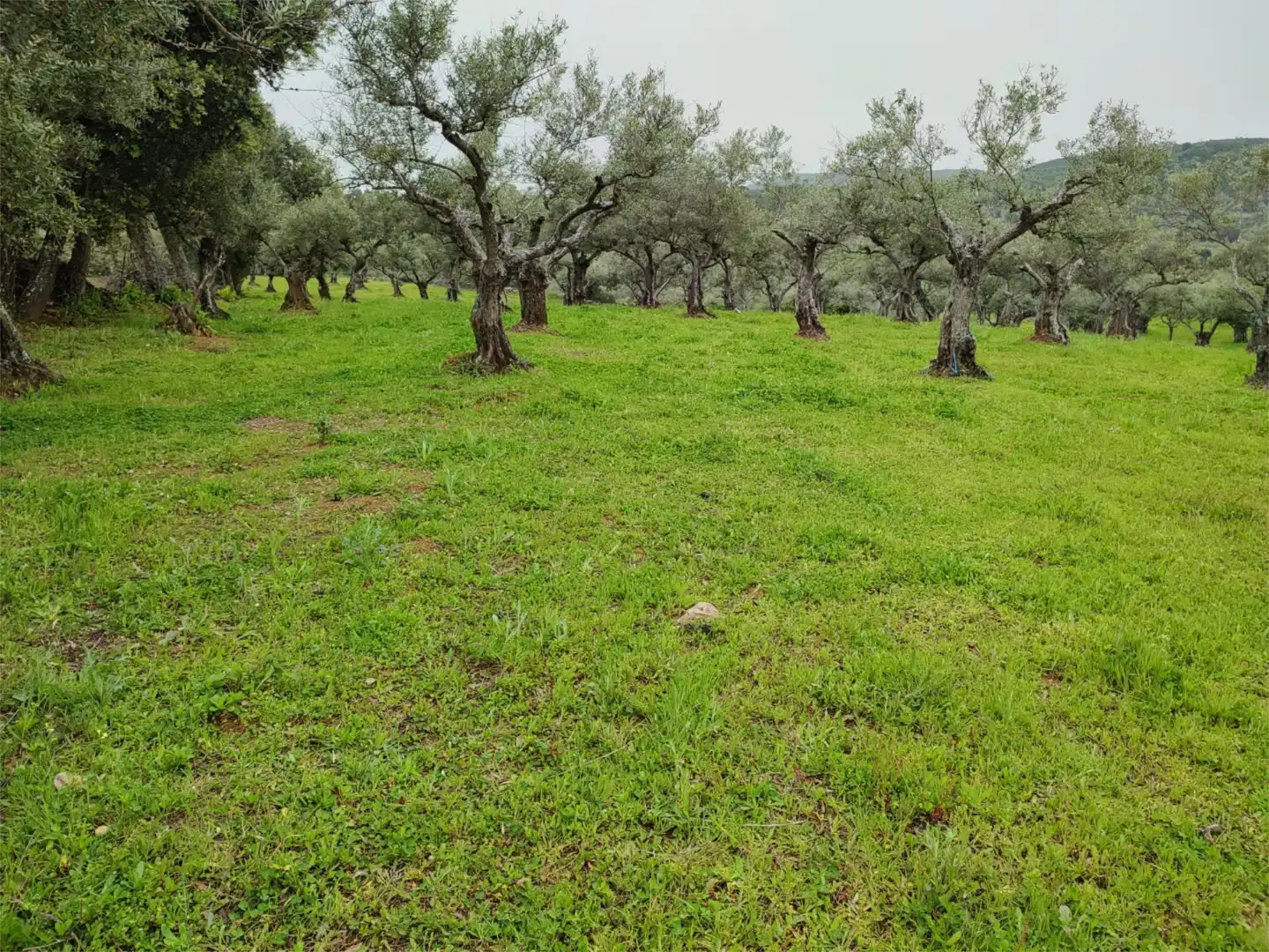 Grundstücke zum Verkauf in Perales del Puerto