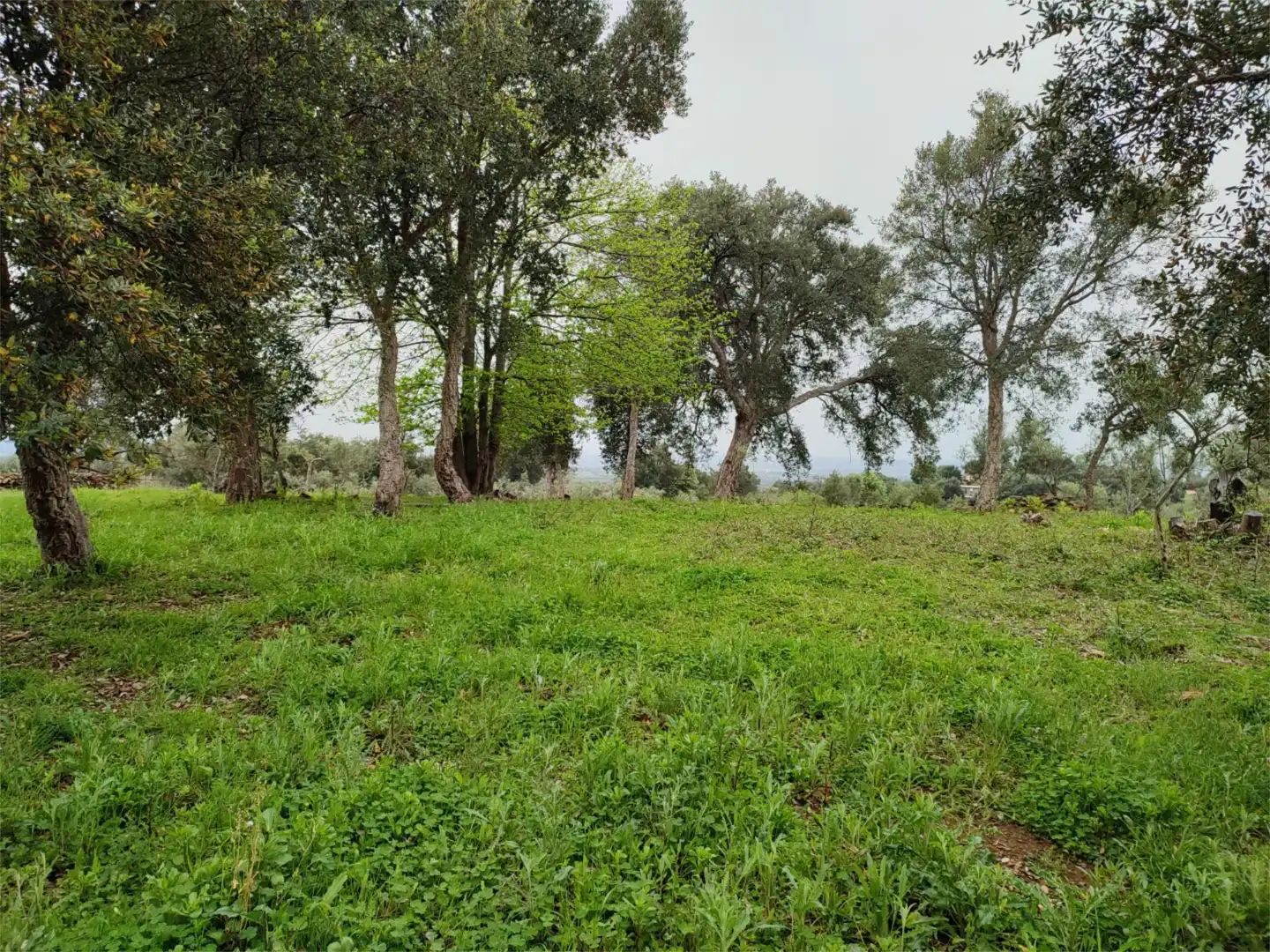 Grundstücke zum Verkauf in Perales del Puerto