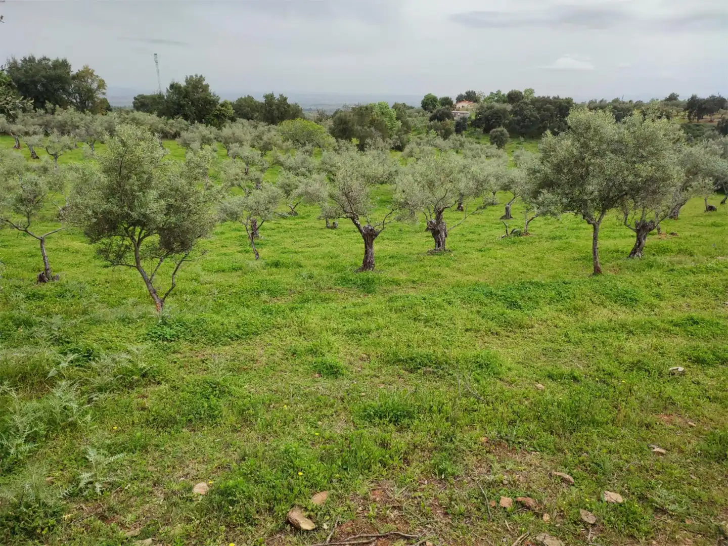 Grundstücke zum Verkauf in Perales del Puerto