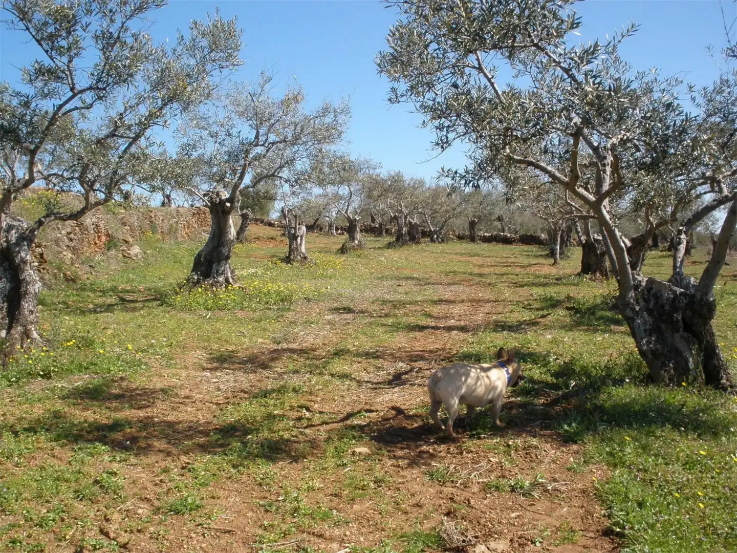 Garten von Grundstücke zum Verkauf in Perales del Puerto