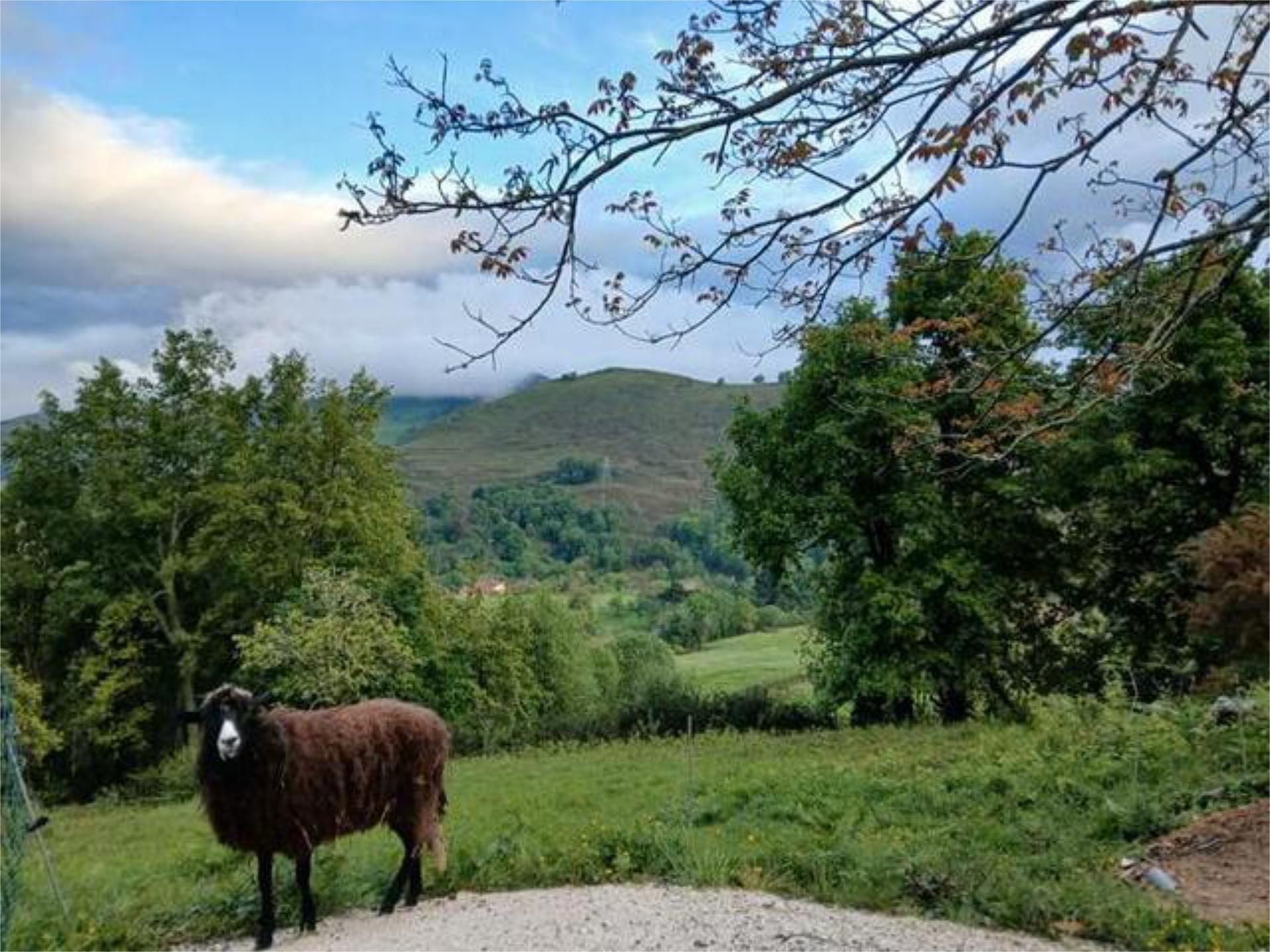 Vista exterior de Casa o xalet en venda en Onís