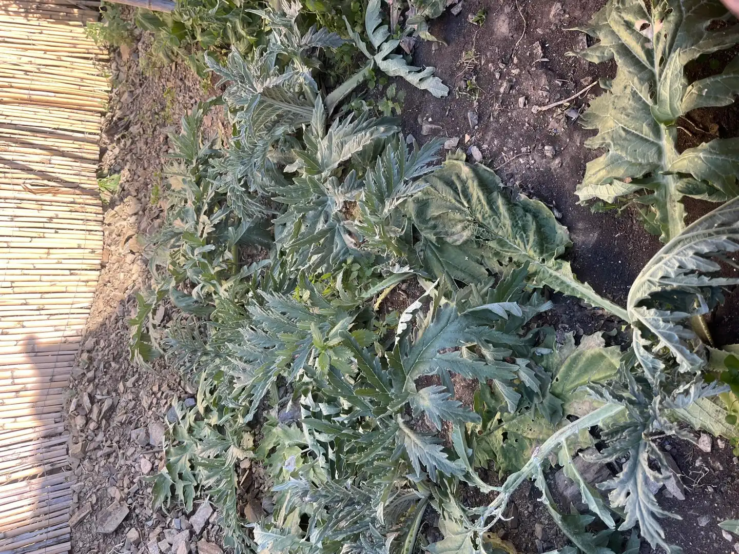 Finca rústica de alquiler en Diseminado Diseminados, 21, Benamargosa Jardín de Finca rústica de alquiler en Benamargosa con Aire acondicionado, Calefacción y Jardín privado
