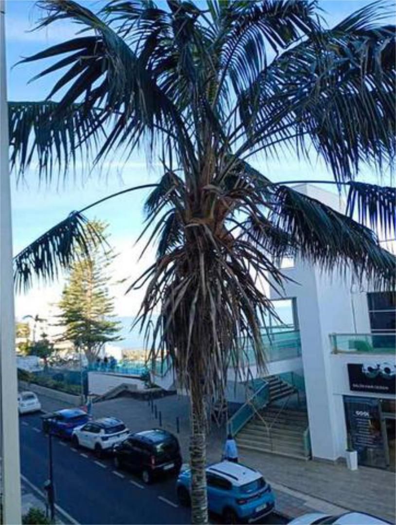 Study to rent in Zona Botánico