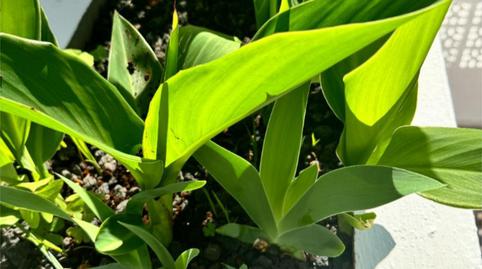 Photo 2 of Flat for sale in Calle de Portugal, 13, San Antonio - Las Arenas, Puerto de la Cruz